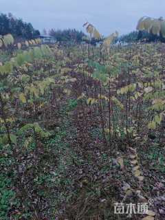 高度80厘米刺槐小苗