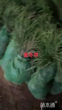 高度20厘米麦冬