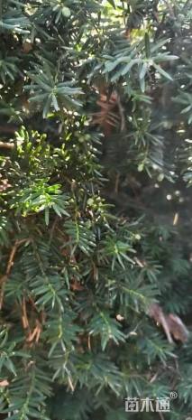 30公分东北红豆杉