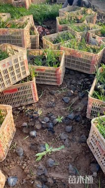 高度18厘米兰花三七草