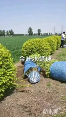 高度150厘米金叶水蜡