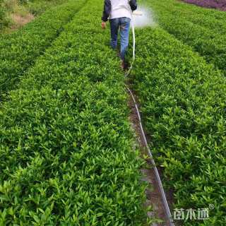 高度40厘米小叶栀子小苗