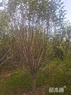 10公分垂丝海棠