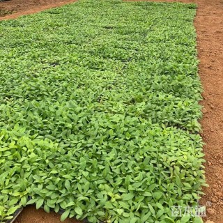 高度5厘米矮牵牛