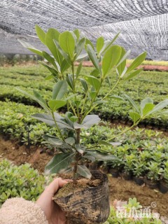 高度40厘米海桐