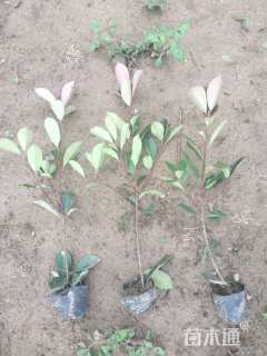 0.3公分红叶石楠