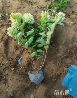 高度40厘米绣球