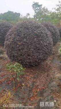 冠幅180厘米红花继木球