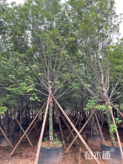 12公分美国红枫