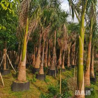 裸干高300厘米大王椰子