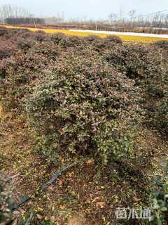 高度100厘米黄刺玫