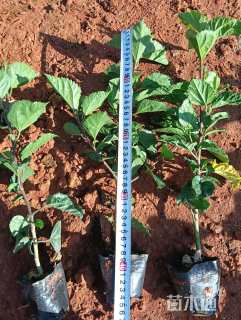 高度20厘米扶桑