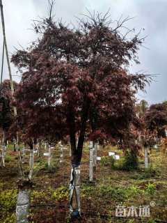 高度400厘米羽毛枫