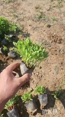 高度18厘米三七景天