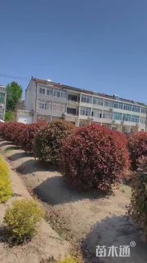 冠幅70厘米红叶石楠球