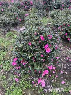 冠幅120厘米茶梅球