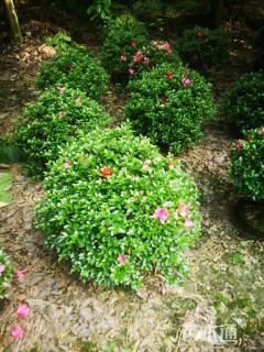 高度90厘米夏鹃