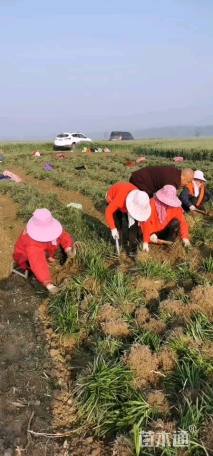 高度15厘米麦冬