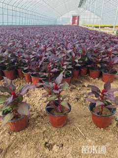 高度20厘米鸡冠花