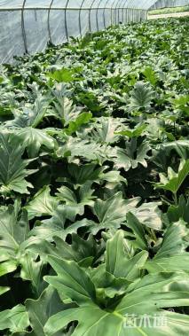 高度25厘米春羽