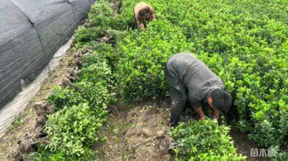 高度40厘米大叶黄杨小苗