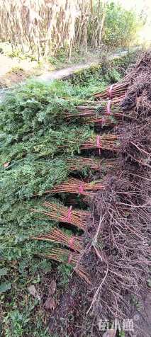 高度70厘米水杉小苗