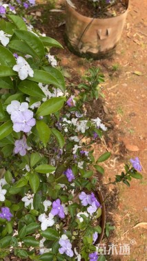 高度60厘米鸳鸯茉莉