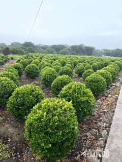 冠幅180厘米金森女贞球