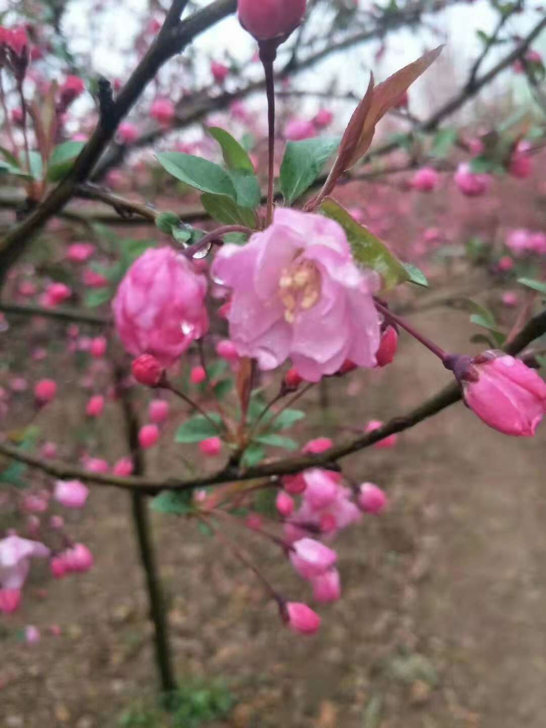 3公分垂丝海棠