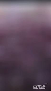 高度30厘米紫叶酢浆草