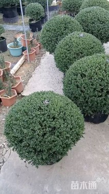 冠幅80厘米杜鹃球