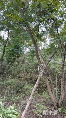 高度650厘米丛生元宝枫