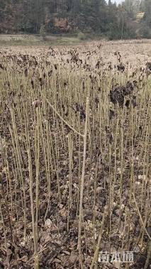 高度60厘米山桐子小苗