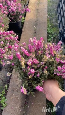 高度30厘米欧石楠