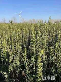 高度150厘米北海道黄杨