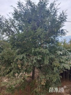 8公分南方红豆杉