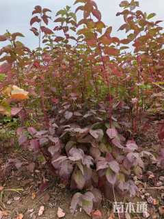 高度120厘米红瑞木