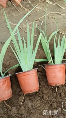 高度30厘米德国鸢尾