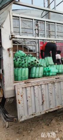 高度20厘米长春花