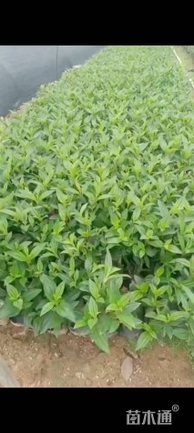 高度25厘米巴西野牡丹