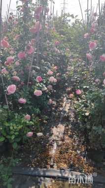 180厘米藤本月季