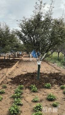 10公分日本红枫