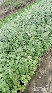 高度30厘米花叶薄荷