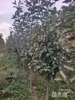 高度300厘米郁金香玉兰