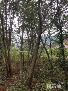 13公分云南樱花