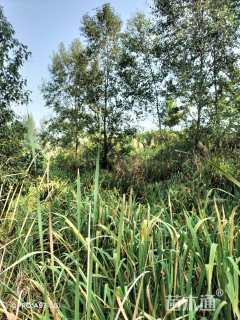 20公分江南桤木