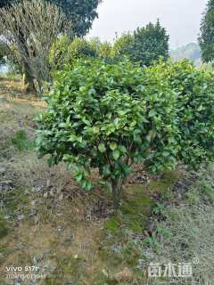 冠幅100厘米茶花球