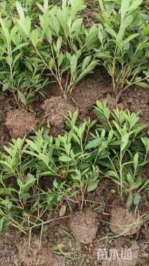 高度35厘米毛鹃