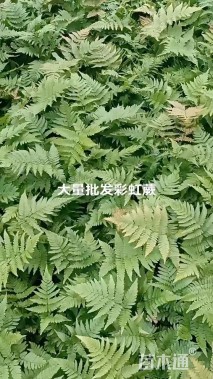 高度30厘米彩虹蕨