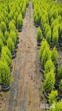 高度40厘米小香松